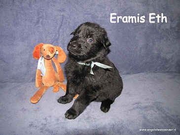Eramis Eth, zwarte Oudduitse Herder reu, 4 weken jong